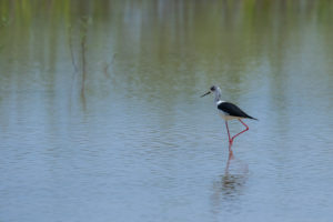 Black-winged Stilt (Himantopus himantopus)