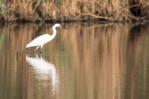 Little Egret (Egretta garzetta)