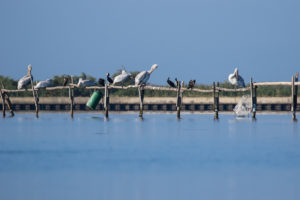 Great White Pelican (Pelecanus onocrotalus)