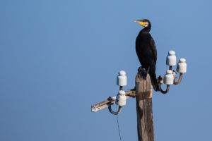 Great Cormorant (Eurasian) (Phalacrocorax carbo sinensis)