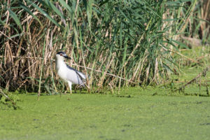 Black-crowned Night-Heron (Nycticorax nycticorax)