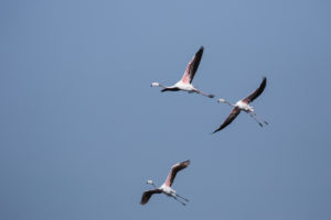 Greater Flamingo (Phoenicopterus roseus)