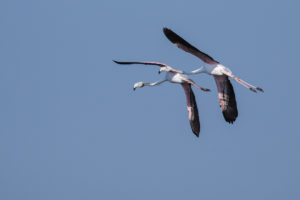 Greater Flamingo (Phoenicopterus roseus)