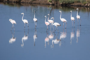 Greater Flamingo (Phoenicopterus roseus)