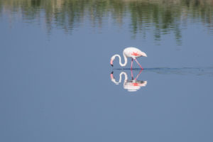 Greater Flamingo (Phoenicopterus roseus)