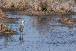 Ruff (Calidris pugnax)