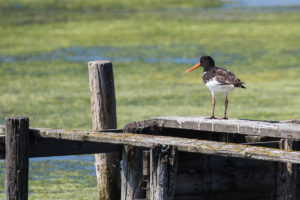 Eurasian Oystercatcher (Haematopus ostralegus)