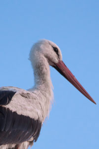 White Stork (Ciconia ciconia)