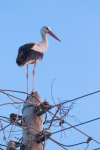 White Stork (Ciconia ciconia)