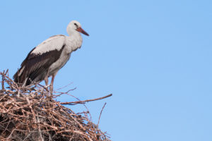 White Stork (Ciconia ciconia)