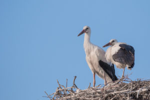 White Stork (Ciconia ciconia)