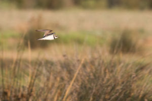 Little Ringed Plover (Charadrius dubius)