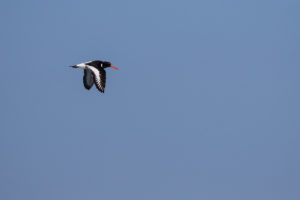 Eurasian Oystercatcher (Haematopus ostralegus)