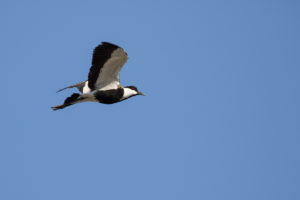 Spur-winged Lapwing (Vanellus spinosus)