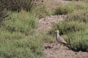 Eurasian Thick-knee (Burhinus oedicnemus)