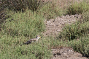 Eurasian Thick-knee (Burhinus oedicnemus)