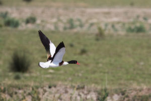 Common Shelduck (Tadorna tadorna)