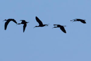 Glossy Ibis (Plegadis falcinellus)