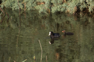 Eurasian Coot (Fulica atra)