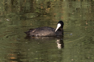 Eurasian Coot (Fulica atra)