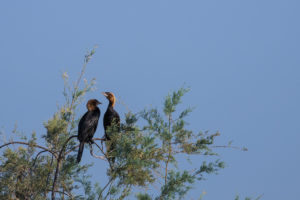 Pygmy Cormorant (Microcarbo pygmaeus)