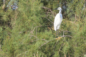 Little Egret (Egretta garzetta)