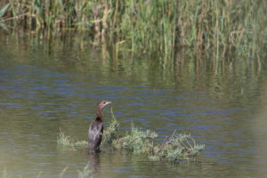 Pygmy Cormorant (Microcarbo pygmaeus)