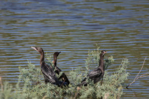 Pygmy Cormorant (Microcarbo pygmaeus)