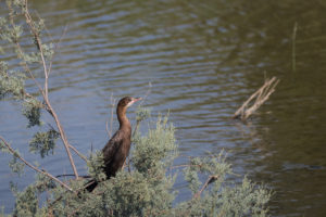 Pygmy Cormorant (Microcarbo pygmaeus)