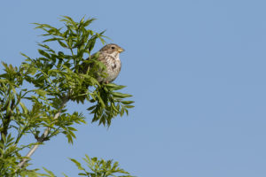 Corn Bunting (Emberiza calandra)