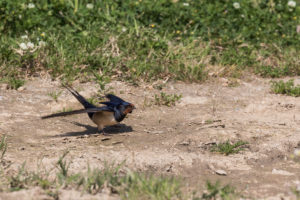 Barn Swallow (Hirundo rustica)