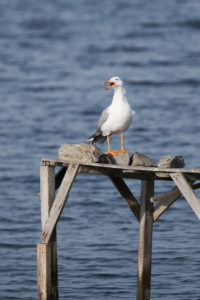 Yellow-legged Gull (Larus michahellis)