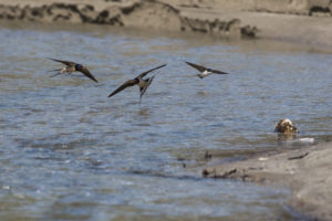 Barn Swallow (Hirundo rustica)