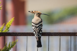 Eurasian Hoopoe (Eurasian) (Upupa epops epops)