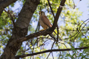 Eurasian Kestrel (Falco tinnunculus)