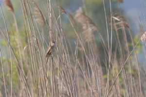 European Reed Warbler (Acrocephalus scirpaceus)