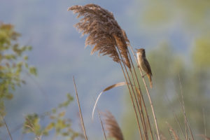 European Reed Warbler (Acrocephalus scirpaceus)