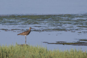 Whimbrel (Numenius phaeopus)