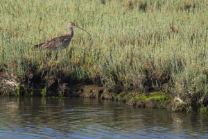 Eurasian Curlew (Numenius arquata)