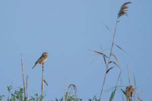 Corn Bunting (Emberiza calandra)