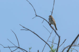 Corn Bunting (Emberiza calandra)