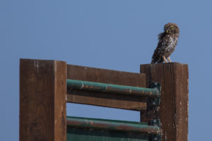 Little Owl (Athene noctua indigena)