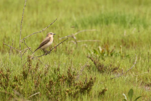 Northern Wheatear (Oenanthe oenanthe)