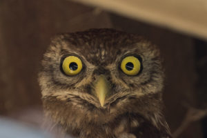 Little Owl (Athene noctua indigena)