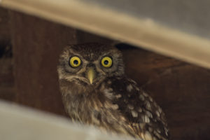 Little Owl (Athene noctua indigena)