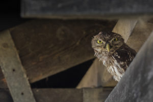 Little Owl (Athene noctua indigena)