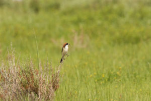 Woodchat Shrike (Lanius senator)