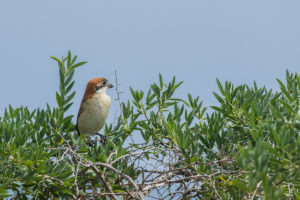 Woodchat Shrike (Lanius senator)