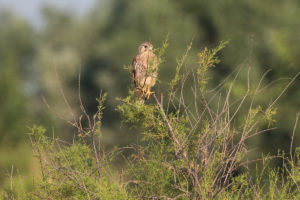 Eurasian Kestrel (Falco tinnunculus)