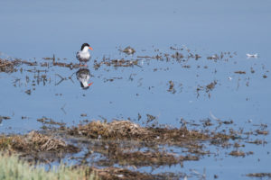 Common Tern (Sterna hirundo)